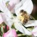 abeille butinant une fleur blanche