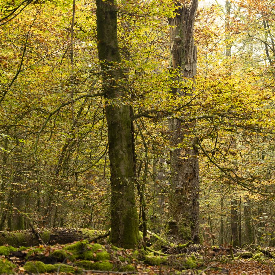 Coup d'œil sur la forêt vivante