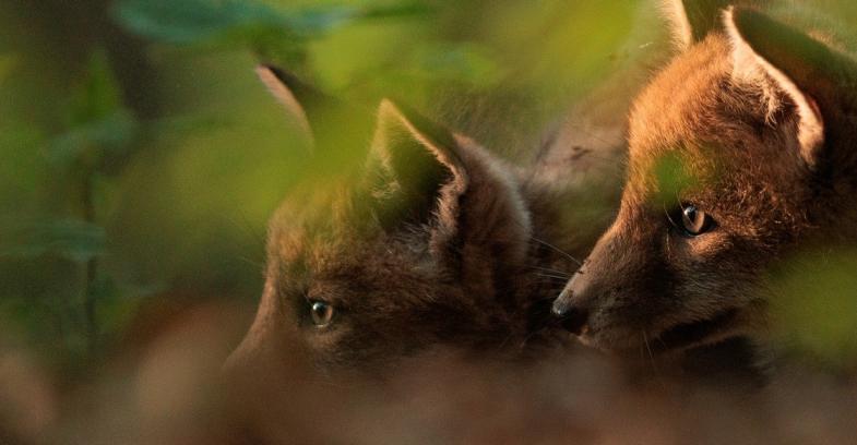 visuel du concours comportant une photos avec deux jeunes renards