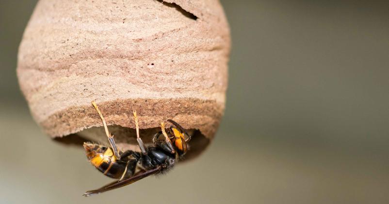 photo d'un nid et d'un frelon asiatique