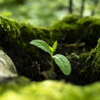 Coup d'œil sur la forêt vivante