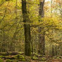 Coup d'œil sur la forêt vivante