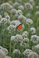 jardin sauvage