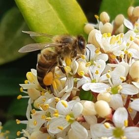 abeille